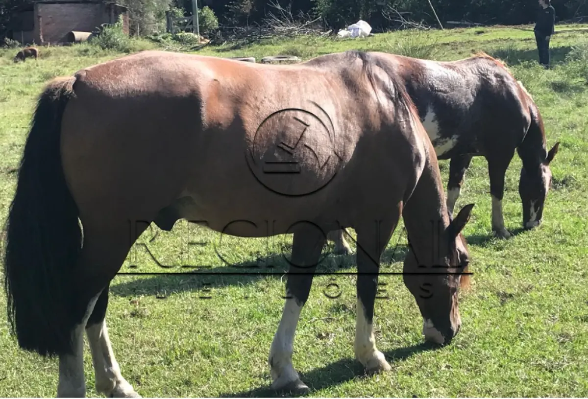 LOTE 015 - 02 ÉGUAS E 01 CAVALO (PIRATINI/RS)
