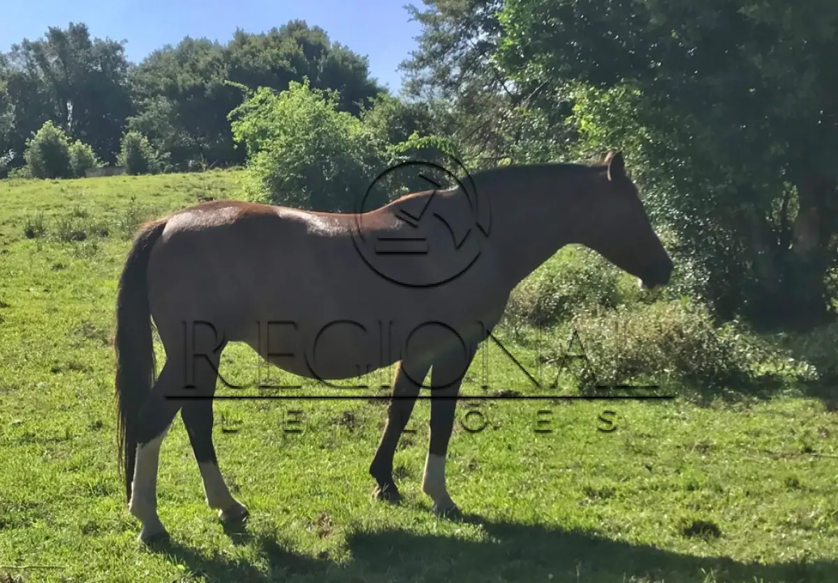 LOTE 015 - 02 ÉGUAS E 01 CAVALO (PIRATINI/RS)