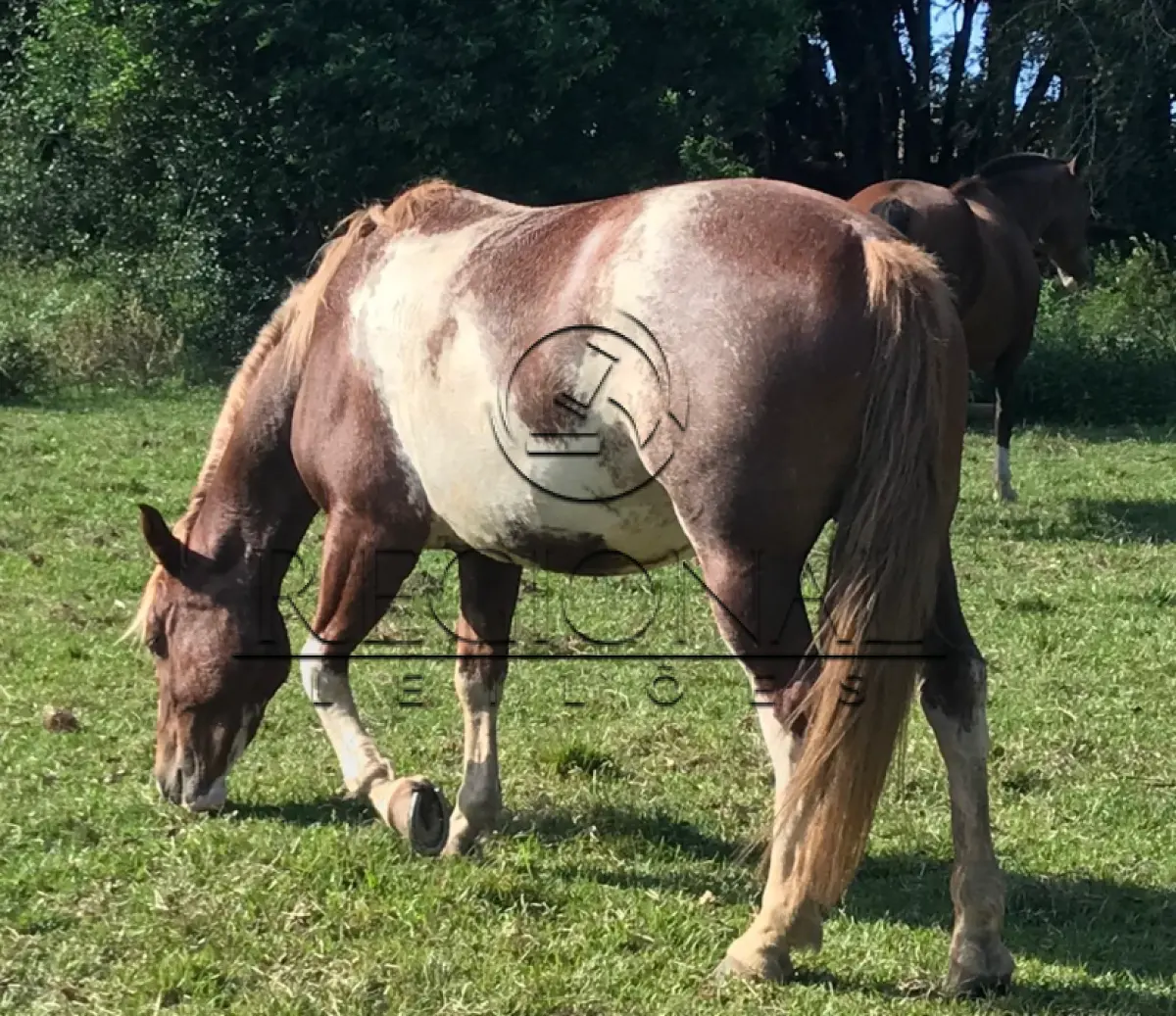 LOTE 015 - 02 ÉGUAS E 01 CAVALO (PIRATINI/RS)