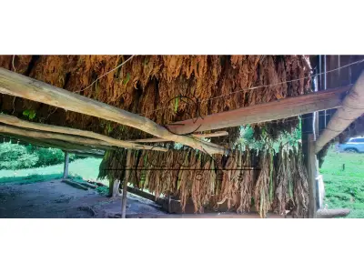 LOTE 011 - 15 ARROBAS DE FUMO BURLEY (ARROIO DO TIGRE/RS)